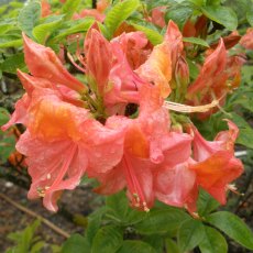 Deciduous Azalea Apricot Surprise Deciduous Azalea Apricot Surprise