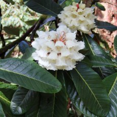 Rhododendron sinogrande AGM (Second's) Rhododendron sinogrande AGM (Second's)