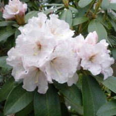 Rhododendron Mount Everest (Second's) Rhododendron Mount Everest (Second's)