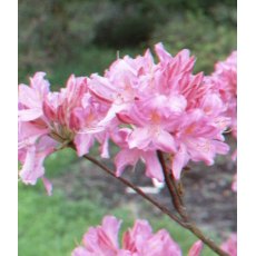 Deciduous Azalea Marie Hoffman