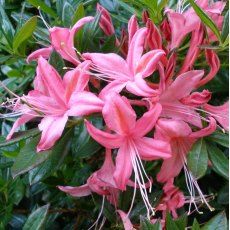 Deciduous Azalea Midsummer Star Deciduous Azalea Midsummer Star