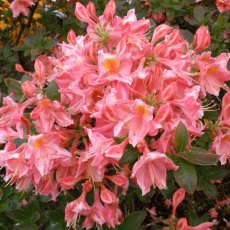 Deciduous Azalea Niamh