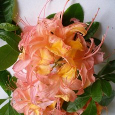 Deciduous Azalea Stopham Joy Deciduous Azalea Stopham Joy