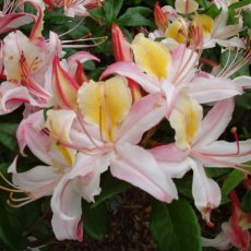 Deciduous Azalea Summer Sorbet Deciduous Azalea Summer Sorbet