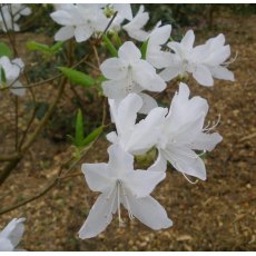 Deciduous Azalea wadanum Album