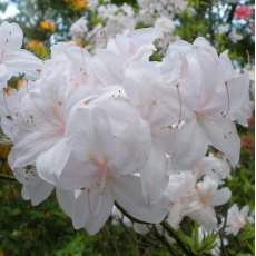 Deciduous Azalea White Lights  AGM