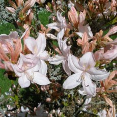 Deciduous Azalea White Lights  AGM