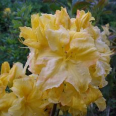 Deciduous Azalea Wryneck Deciduous Azalea Wryneck