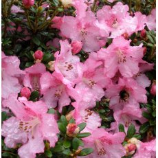 Dwarf Rhododendron dendrocharis Dwarf Rhododendron dendrocharis