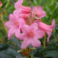 Dwarf Rhododendron ferrugineum Dwarf Rhododendron ferrugineum