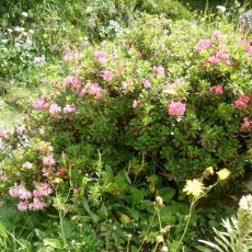Dwarf Rhododendron ferrugineum Dwarf Rhododendron ferrugineum