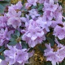 Dwarf Rhododendron hippophaeoides YU 13845 Dwarf Rhododendron hippophaeoides YU 13845