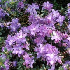 Dwarf Rhododendron impeditum Dwarf Rhododendron impeditum