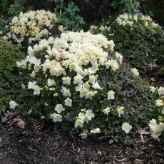 Dwarf Rhododendron keiskei 'Yaku Fairy'  AGM