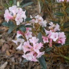 Dwarf Rhododendron primuliflorum 'Doker La' AGM Dwarf Rhododendron primuliflorum 'Doker La' AGM
