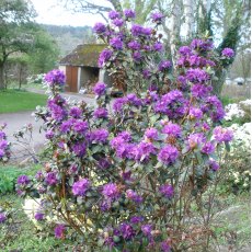 Dwarf Rhododendron russatum (Blue Black form)  AGM