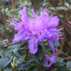 Dwarf Rhododendron Songbird Dwarf Rhododendron Songbird