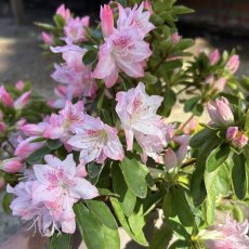 Evergreen Azalea Azuma-kagami Evergreen Azalea Azuma-kagami