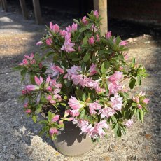 Evergreen Azalea Azuma-kagami Evergreen Azalea Azuma-kagami