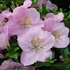 Evergreen Azalea Blue Moon