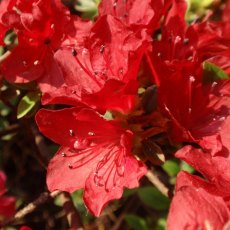 Evergreen Azalea Geisha Red