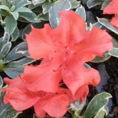 Evergreen Azalea Girard's Hot Shot Variegated AGM