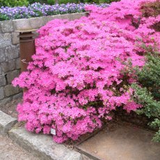 Evergreen Azalea Hatsu-giri Evergreen Azalea Hatsu-giri