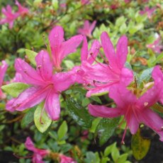 Evergreen Azalea Hatsu-giri Evergreen Azalea Hatsu-giri