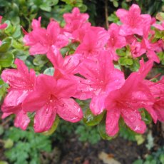 Evergreen Azalea Hinodegiri Evergreen Azalea Hinodegiri