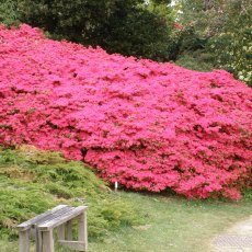 Evergreen Azalea Hinodegiri Evergreen Azalea Hinodegiri