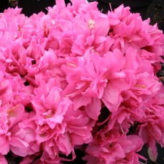 Evergreen Azalea Melina Evergreen Azalea Melina