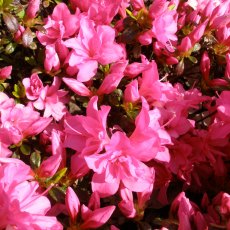 Evergreen Azalea Melina Evergreen Azalea Melina