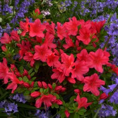 Evergreen Azalea Nico Evergreen Azalea Nico