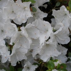 Evergreen Azalea Panda  AGM