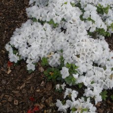 Evergreen Azalea Panda  AGM