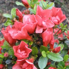 Evergreen Azalea Tuffet Evergreen Azalea Tuffet