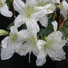 Evergreen Azalea White Lady