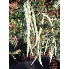 Garrya elliptica James Roof  AGM