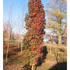 Liquidamber Slender Silhouette AGM