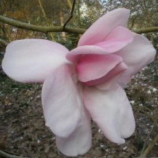 Magnolia campbellii 'Charles Raffill'