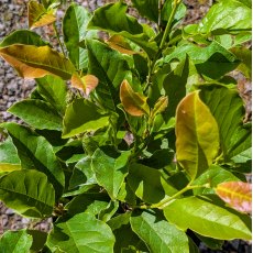 Magnolia liliiflora 'Nigra' AGM Magnolia liliiflora 'Nigra' AGM