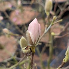 Magnolia stellata 'Waterlily'  AGM