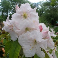 Rhododendron Angelo