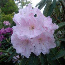 Rhododendron Angelo (SP #2)