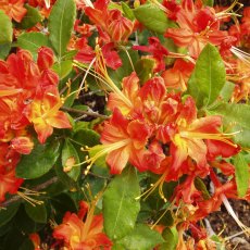 Deciduous Azalea calendulaceum 'Orange Red'