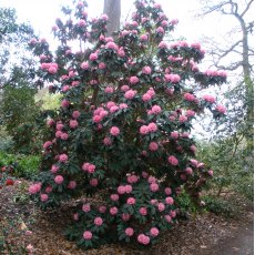 Rhododendron arboreum