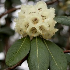 Rhododendron arizelum (Seed of F25627)