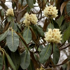 Rhododendron arizelum (Seed of F25627)