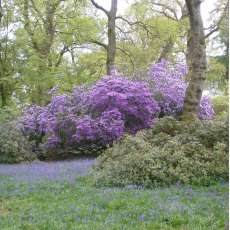 Rhododendron augustinii