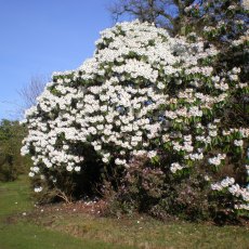 Rhododendron Avalanche